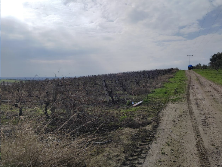 MANİSA SARUHANLI'DA 24.450 M2 SATILIK TARLA(101196598)